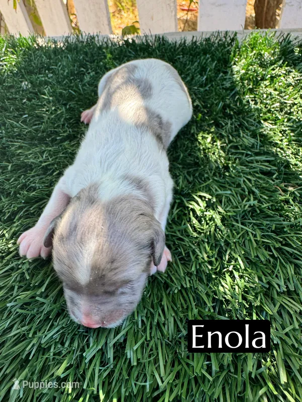 Enola – Cavapoo puppy for sale in Bakersfield, CA