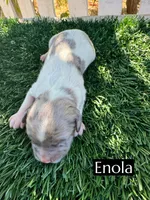 Enola, a female Cavapoo for sale in Bakersfield, CA – 1 of 1
