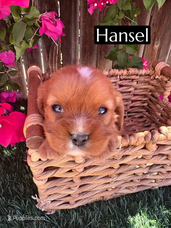 AKC Hansel – Cavalier King Charles Spaniel puppy for sale in Bakersfield, CA