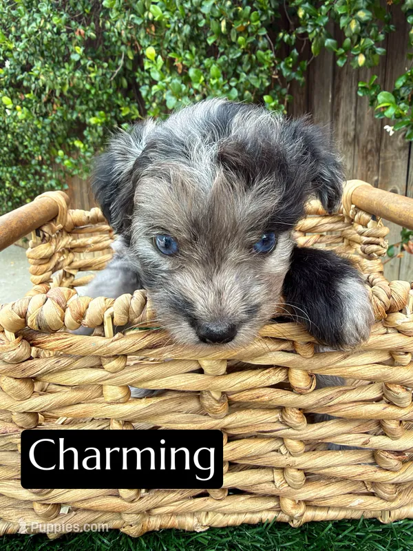 Charming (15 lbs) – Miniature Aussiedoodle puppy for sale in Bakersfield, CA