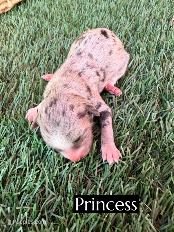 Princess (15 lbs) – Miniature Aussiedoodle puppy on hold in Bakersfield, CA