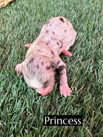 Princess (15 lbs), a female Miniature Aussiedoodle for sale in Bakersfield, CA – 1 of 1