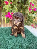 Annie AKC (6-7 lbs), a female Poodle - Toy  for sale in Bakersfield, CA – 2 of 2