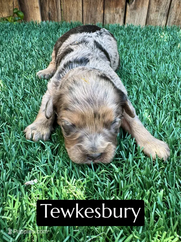 Tewkesbury – Cavapoo puppy on hold in Bakersfield, CA