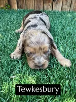 Tewkesbury, a male Cavapoo for sale in Bakersfield, CA – 1 of 2