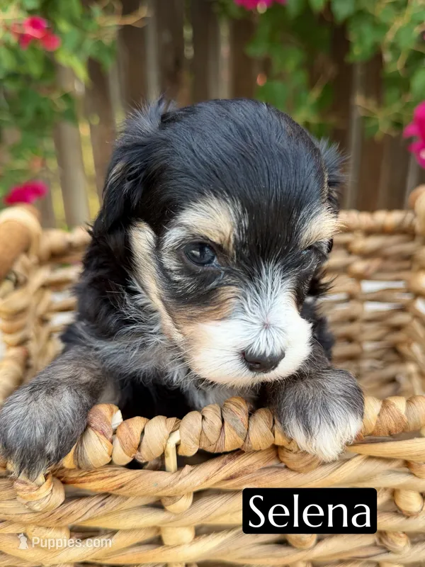 Selena Gomez (15-18 lbs) – Miniature Aussiedoodle puppy for sale in Bakersfield, CA