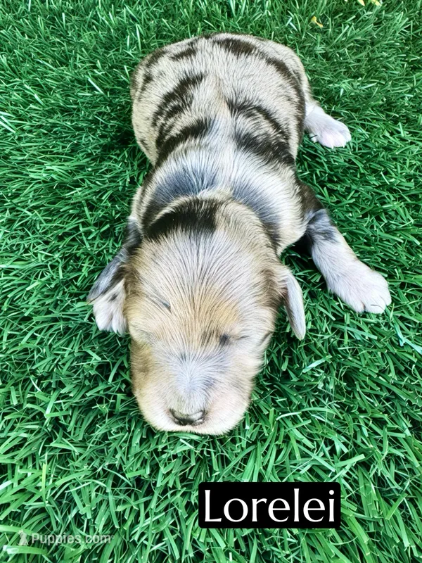 Lorelei – Miniature Bernedoodle puppy for sale in Bakersfield, CA