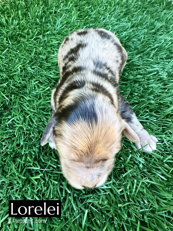 Lorelei – Miniature Bernedoodle puppy for sale in Bakersfield, CA
