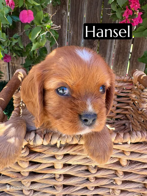 AKC Hansel – Cavalier King Charles Spaniel puppy for sale in Bakersfield, CA