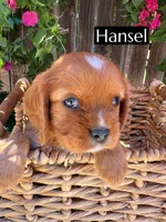 AKC Hansel, a male Cavalier King Charles Spaniel for sale in Bakersfield, CA – 2 of 6