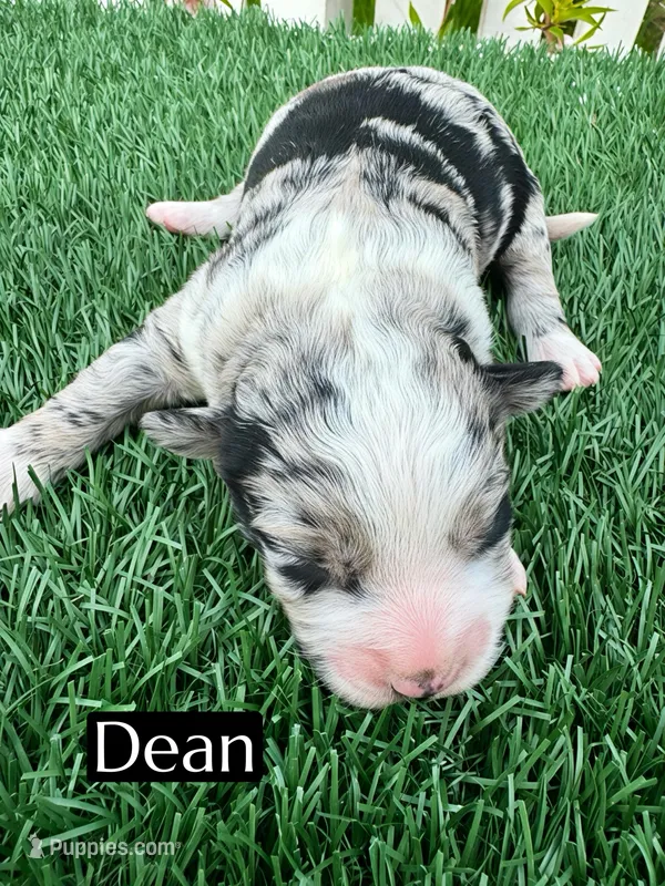 Dean (15 lbs)