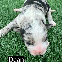 Dean (15 lbs), a male Miniature Aussiedoodle for sale in Bakersfield, CA – Photo 1 of 2
