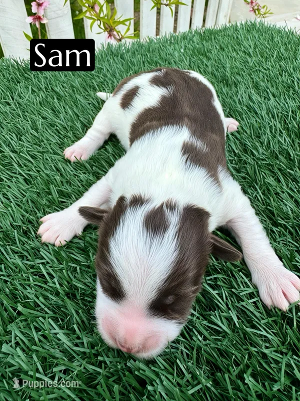 Sam (15 lbs)