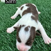 Sam (15 lbs), a male Miniature Aussiedoodle for sale in Bakersfield, CA – Photo 1 of 2