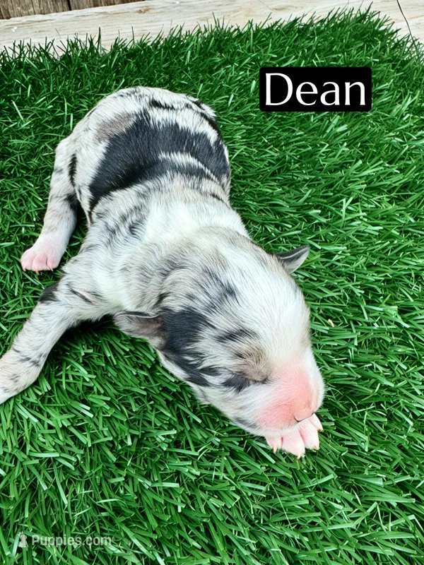 Dean (15 lbs)
