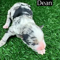 Dean (15 lbs), a male Miniature Aussiedoodle for sale in Bakersfield, CA – Photo 2 of 2