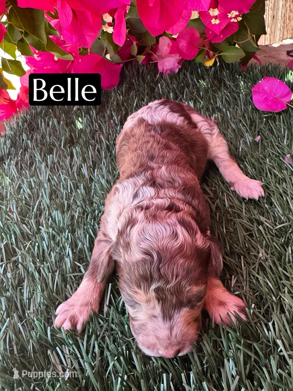 Belle (roughly 15 lbs) – Poodle - Miniature  puppy for sale in Bakersfield, CA