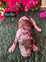 Belle (roughly 15 lbs), a female Poodle - Miniature  for sale in Bakersfield, CA – 1 of 1