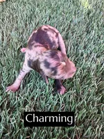 Charming , a male Miniature Aussiedoodle for sale in Bakersfield, CA – 2 of 2