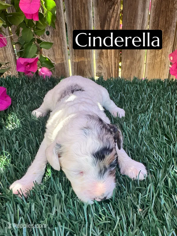 Cinderella (roughly 15 lbs) – Poodle - Miniature  puppy for sale in Bakersfield, CA