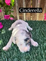 Cinderella (roughly 15 lbs), a female Poodle - Miniature  for sale in Bakersfield, CA – 1 of 3