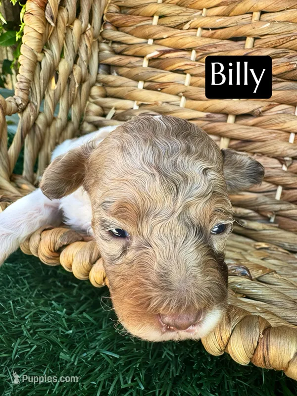 Billy (4-5 lbs) – Poodle - Toy  puppy for sale in Bakersfield, CA