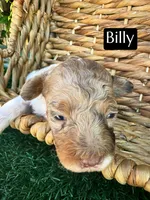 Billy (4-5 lbs) AKC & clear, a male Poodle - Toy  for sale in Bakersfield, CA – Photo 4 of 9