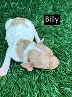 Billy (4-5 lbs) AKC & clear, a male Poodle - Toy  for sale in Bakersfield, CA – Photo 6 of 9