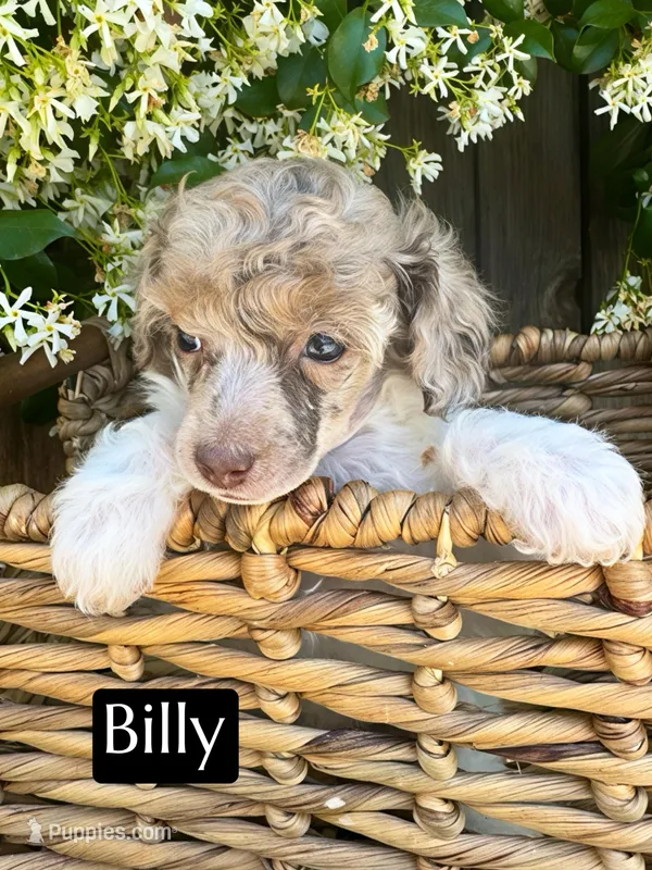Billy (4-5 lbs) AKC & clear – Poodle - Toy  puppy on hold in Bakersfield, CA