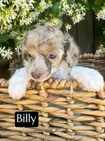 Billy (4-5 lbs) AKC & clear, a male Poodle - Toy  for sale in Bakersfield, CA – Photo 1 of 9