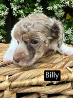 Billy (4-5 lbs) AKC & clear, a male Poodle - Toy  for sale in Bakersfield, CA – Photo 9 of 9