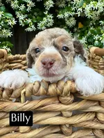 Billy (4-5 lbs) AKC & clear, a male Poodle - Toy  for sale in Bakersfield, CA – Photo 8 of 9
