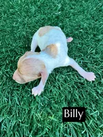 Billy (4-5 lbs) AKC & clear, a male Poodle - Toy  for sale in Bakersfield, CA – Photo 7 of 9
