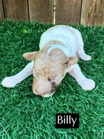 Billy (4-5 lbs) AKC & clear, a male Poodle - Toy  for sale in Bakersfield, CA – Photo 5 of 9
