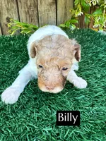 Billy (4-5 lbs) AKC & clear, a male Poodle - Toy  for sale in Bakersfield, CA – Photo 3 of 9
