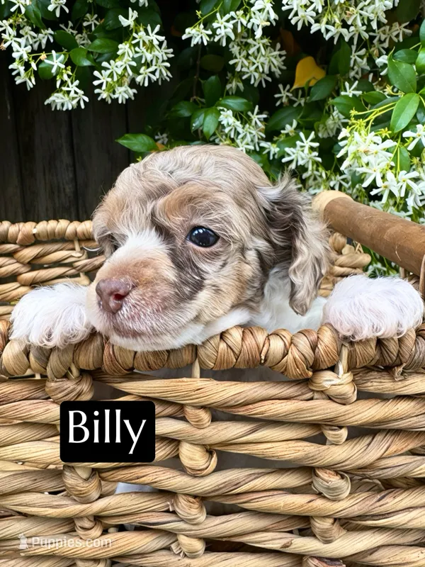 Billy (4-5 lbs) – Poodle - Toy  puppy for sale in Bakersfield, CA