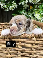 Billy (4-5 lbs) AKC & clear, a male Poodle - Toy  for sale in Bakersfield, CA – Photo 2 of 9