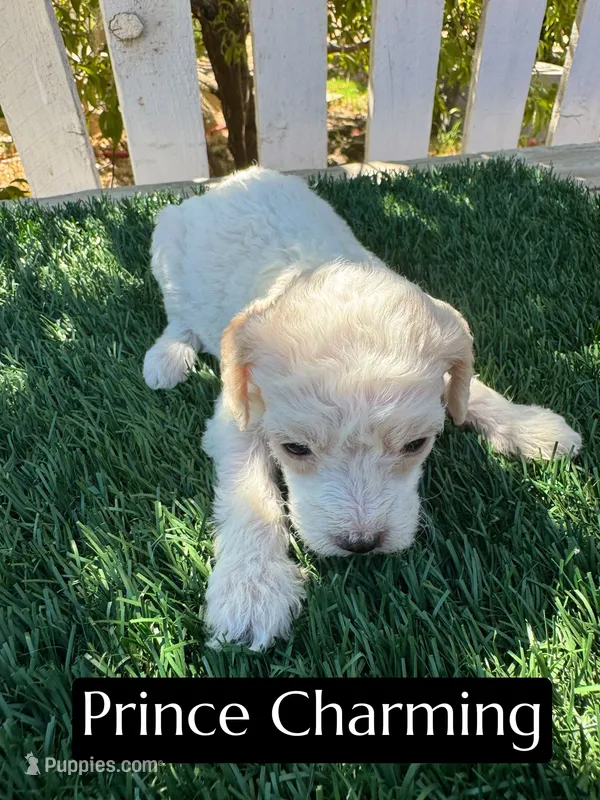 Prince Charming (15 lbs) – Poodle - Miniature  puppy for sale in Bakersfield, CA