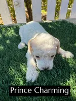 Prince Charming (15 lbs), a male Poodle - Miniature  for sale in Bakersfield, CA – 2 of 5