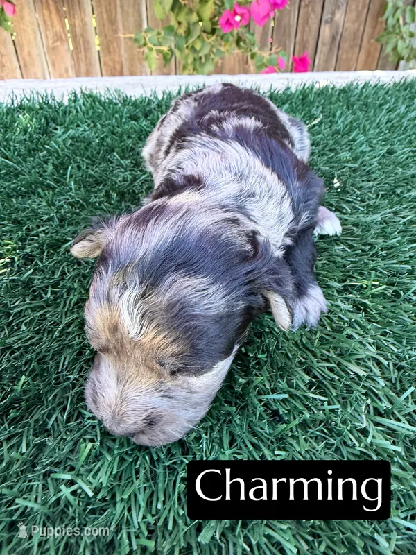 Charming (15 lbs) – Miniature Aussiedoodle puppy for sale in Bakersfield, CA