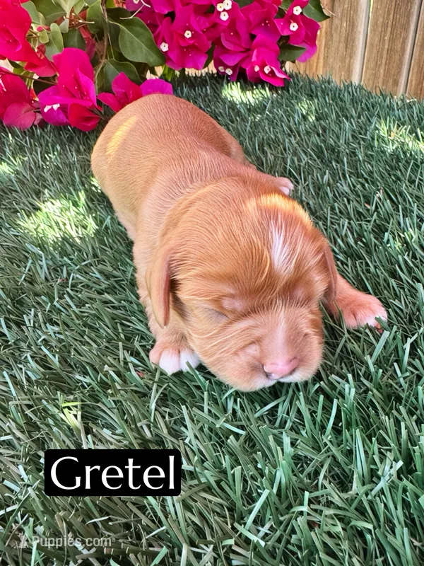 AKC Gretel – Cavalier King Charles Spaniel puppy for sale in Bakersfield, CA