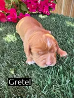 AKC Gretel (Mm Bb kyky atat Ssp), a female Cavalier King Charles Spaniel for sale in Bakersfield, CA – 2 of 3