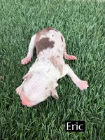 Eric, a male Miniature Aussiedoodle for sale in Bakersfield, CA – 2 of 2