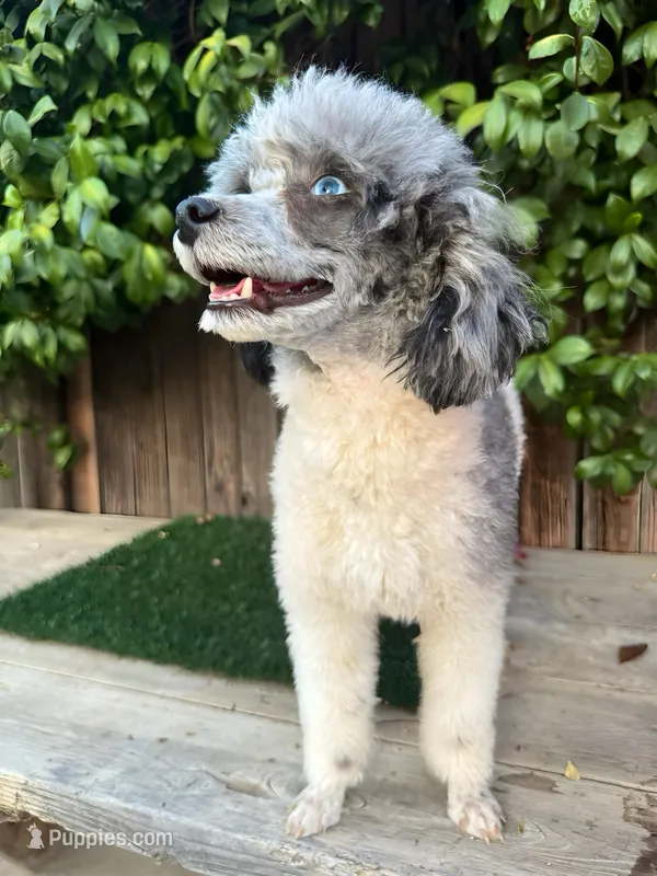 Blossom (6 lbs) 100% clear