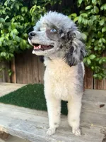 Blossom (6 lbs) 100% clear, a female Poodle - Toy  for sale in Bakersfield, CA – Photo 1 of 2