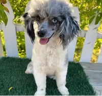 Blossom (6 lbs) 100% clear, a female Poodle - Toy  for sale in Bakersfield, CA – Photo 2 of 2