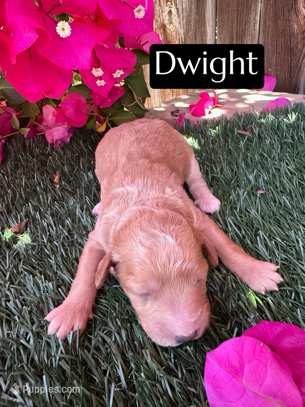 Dwight (roughly 15 lbs) – Miniature Aussiedoodle puppy for sale in Bakersfield, CA