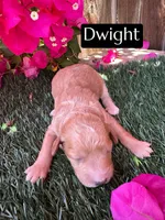 Dwight (roughly 15 lbs), a female Miniature Aussiedoodle for sale in Bakersfield, CA – 1 of 1