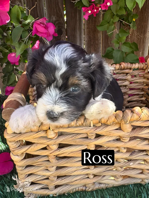Ross (10 lbs) – Miniature Aussiedoodle puppy for sale in Bakersfield, CA