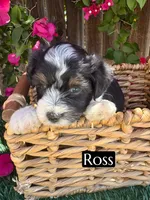 Ross (10 lbs), a female Miniature Aussiedoodle for sale in Bakersfield, CA – 2 of 7